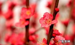 梅花施肥的技巧,花卉施肥的方法和技巧是什么