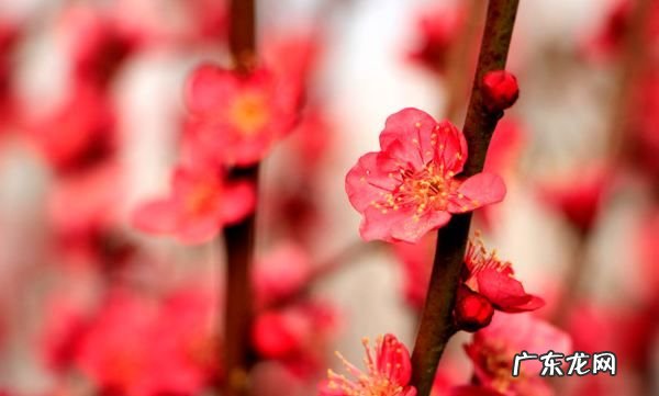 梅花施肥的技巧,花卉施肥的方法和技巧是什么
