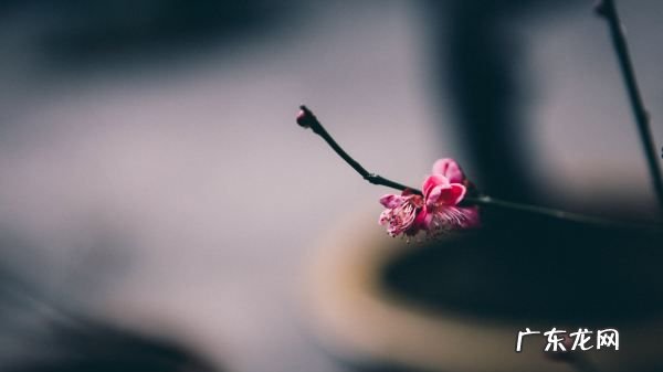 梅花施肥的技巧,花卉施肥的方法和技巧是什么