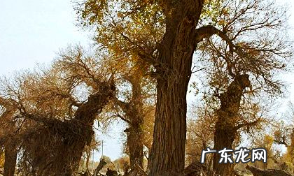 胡杨的特点是什么,胡杨林的特点千年不倒