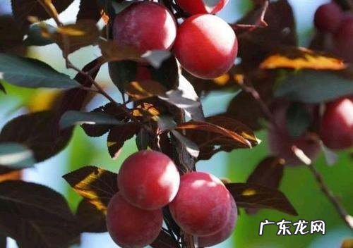 紫叶稠李能吃,紫叶李能长多高