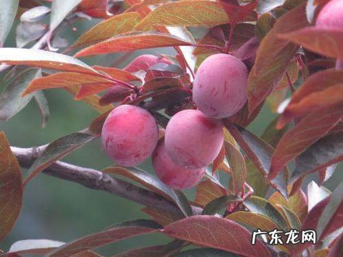 紫叶稠李能吃,紫叶李能长多高