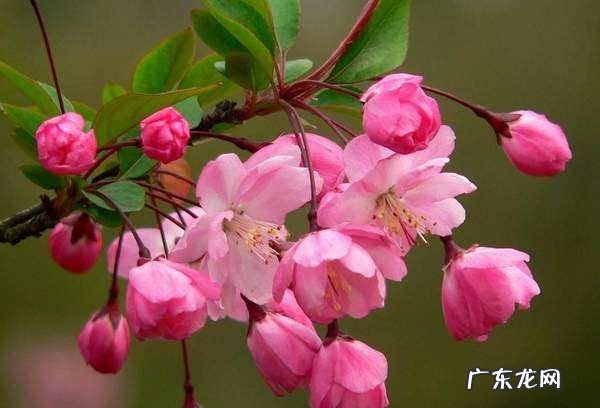 海棠花的美称是什么,海棠花的花语是什么