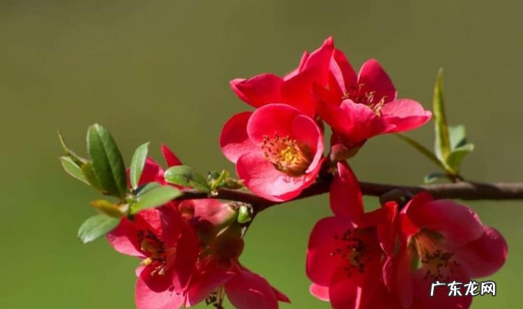 海棠花的美称是什么,海棠花的花语是什么