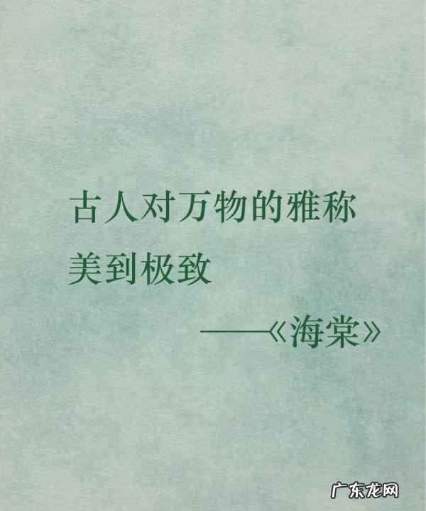 海棠花的美称是什么,海棠花的花语是什么
