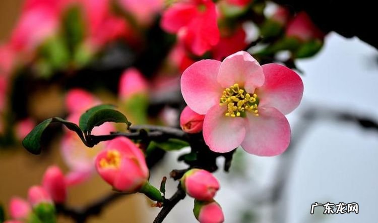 海棠花的美称是什么,海棠花的花语是什么