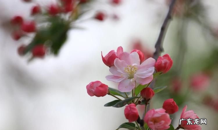 海棠花的美称是什么,海棠花的花语是什么
