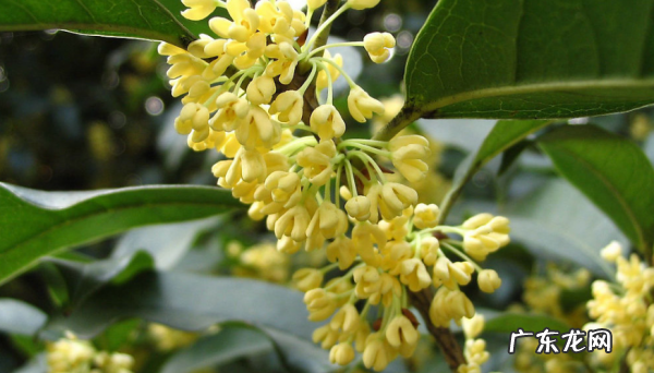 叶子有刺的桂花树是什么品种,桂花叶子带锯齿是什么品种