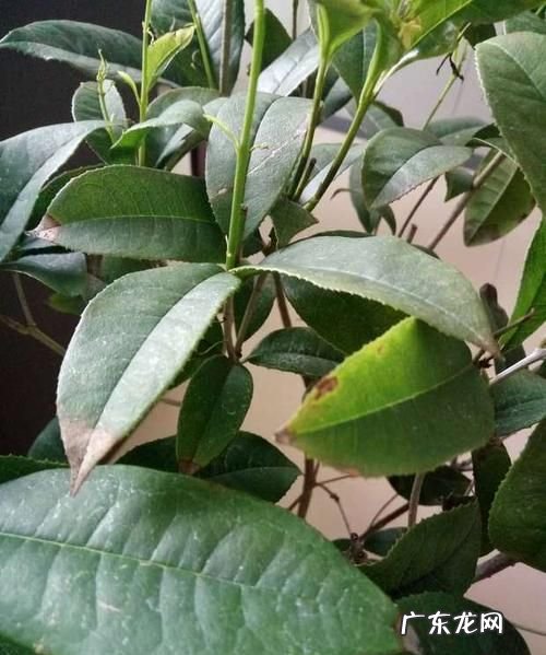 叶子有刺的桂花树是什么品种,桂花叶子带锯齿是什么品种