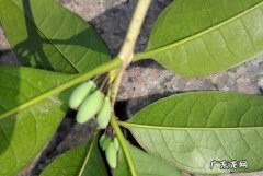 叶子有刺的桂花树是什么品种,桂花叶子带锯齿是什么品种