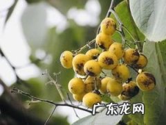 野枇杷干的功效与作用,野生枇杷能吃路边的枇杷