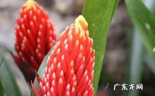 彩苞凤梨的养殖方法,凤梨花的养殖方法冬天怎么养