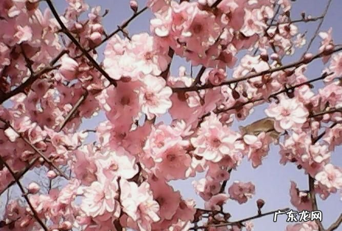 与樱花有关的爱情语录,关于樱花的唯美伤感句子表达爱情带有什么含义
