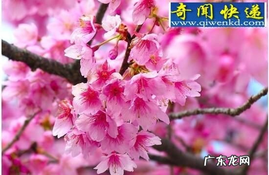与樱花有关的爱情语录,关于樱花的唯美伤感句子表达爱情带有什么含义