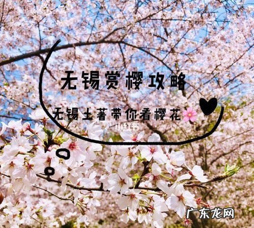 与樱花有关的爱情语录,关于樱花的唯美伤感句子表达爱情带有什么含义