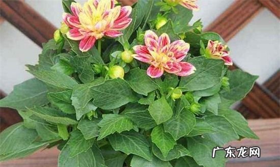 盆栽大丽花有毒,盆栽大丽花的养殖方法和注意事项