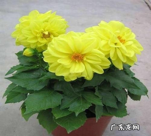 盆栽大丽花有毒,盆栽大丽花的养殖方法和注意事项