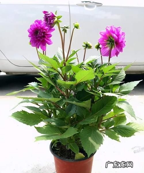 盆栽大丽花有毒,盆栽大丽花的养殖方法和注意事项