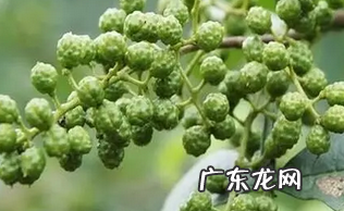 椒子的功效与作用,指天椒的功效与作用