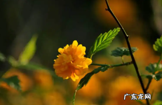 棠棣花也叫什么花,棠棣为什么象征兄弟肯构肯堂