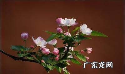 棠棣花也叫什么花,棠棣为什么象征兄弟肯构肯堂