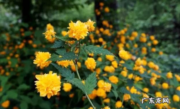 棠棣花也叫什么花,棠棣为什么象征兄弟肯构肯堂