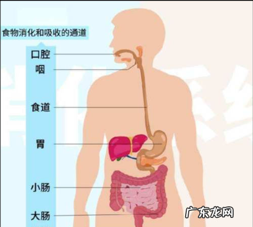 人最重要的吸收器官是哪,人体吸收营养物质的主要器官是小肠其理由不包括