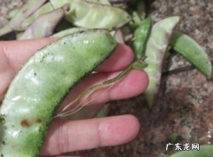 炒白扁豆怎么吃,扁豆怎么炒好吃又简单