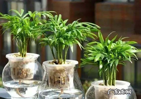 如何灭水培植物的蚊子,水盆栽的植物长蚊子怎么办