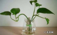 如何灭水培植物的蚊子,水盆栽的植物长蚊子怎么办