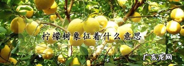 柠檬树是什么梗 啥意思,柠檬树上柠檬果柠檬树下你和我