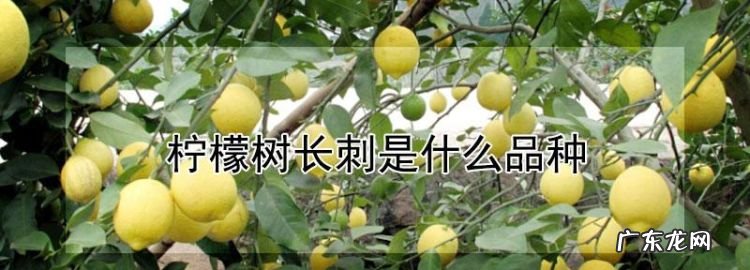 柠檬树是什么梗 啥意思,柠檬树上柠檬果柠檬树下你和我