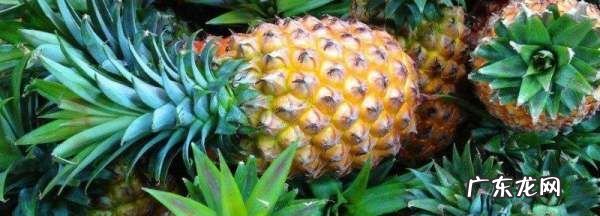 菠萝皮可以浇花吗?,菠萝皮发酵能浇花
