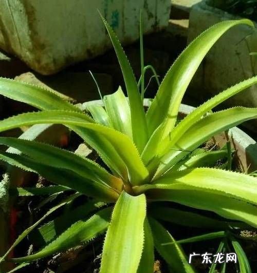 菠萝皮可以浇花吗?,菠萝皮发酵能浇花