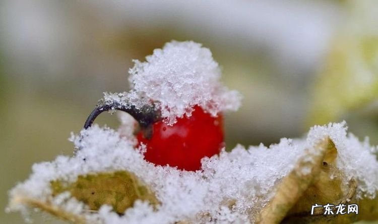 关于雪的暖心的句子,特别暖心祝福句子