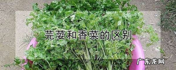芫荽是香菜,潮汕香菜又叫什么名字