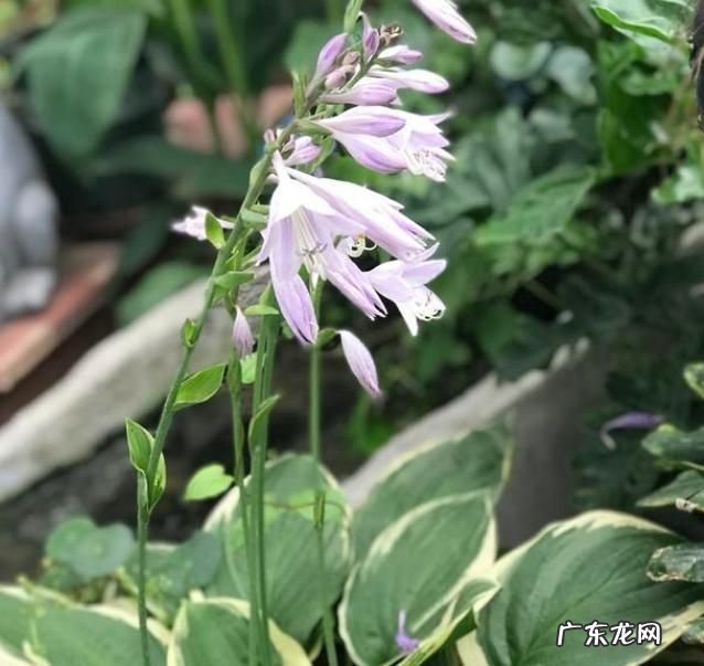 玉簪花怎么养爆盆,玉簪花怎么养爆盆