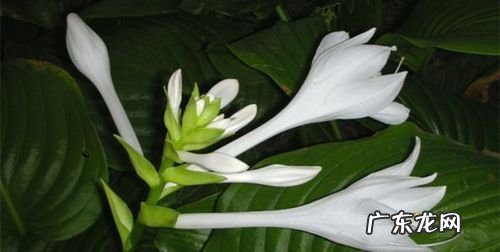 玉簪花怎么养爆盆,玉簪花怎么养爆盆