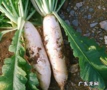 白萝卜后期怎么管理,种植罗卜后期施什么肥好