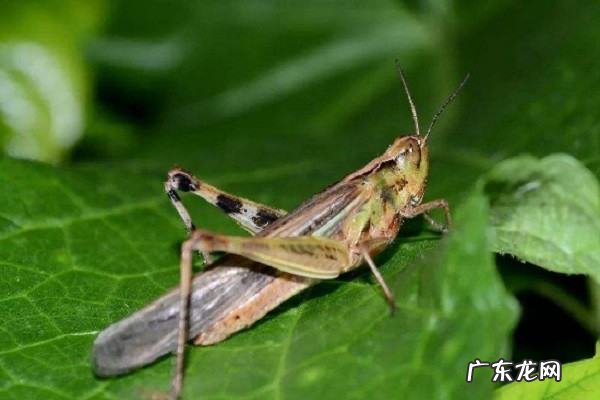 沙漠蝗虫能吃,人类可以食用蝗虫