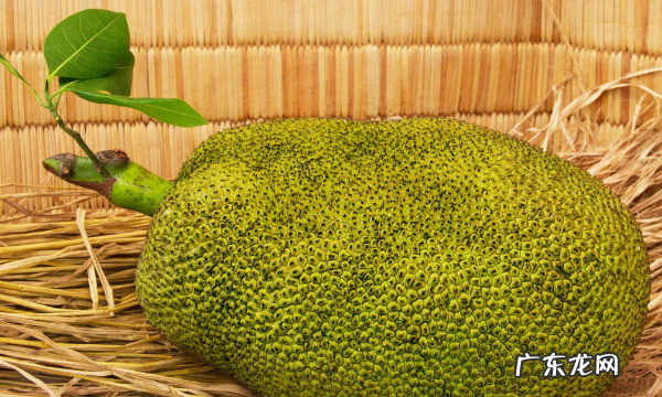 如何挑选红心菠萝蜜,如何挑选菠萝蜜