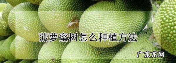 菠萝蜜树苗怎么样种植和护理,菠萝蜜怎么种植方法