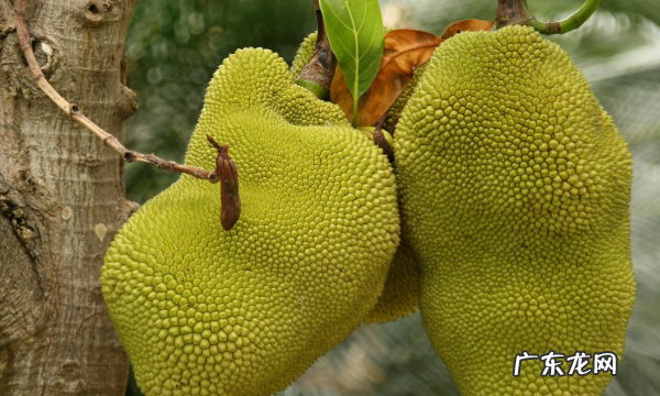 菠萝蜜树苗怎么样种植和护理,菠萝蜜怎么种植方法