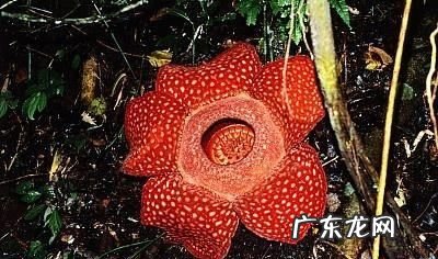 大王花为什么会发出臭味,为什么大王花那么大