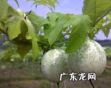 吊瓜怎么炒好吃,吊瓜怎么炒好吃又简单
