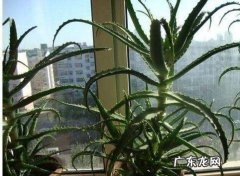 芦荟都可以吃,芦荟能吃