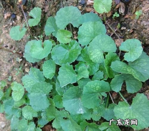雷公根的功效与作用,雷公根有什么功效