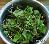 雷公根的功效与作用,雷公根有什么功效