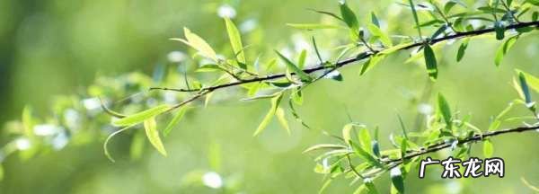 柳枝水泡多久 才能浇花,柳树枝泡水要泡多久才能用来生根