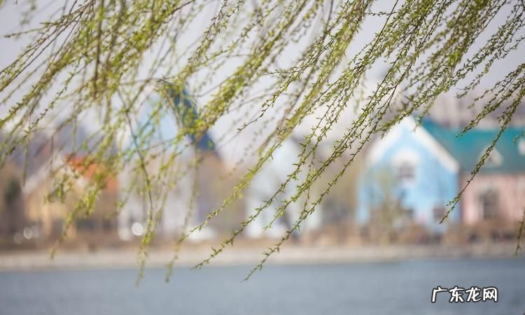 柳枝水泡多久 才能浇花,柳树枝泡水要泡多久才能用来生根